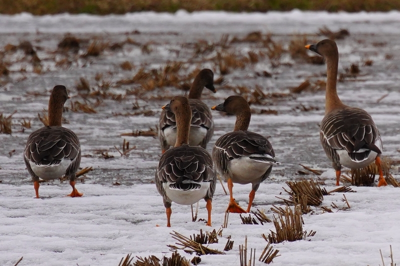 f:id:GSX-R1000:20210211114307j:plain