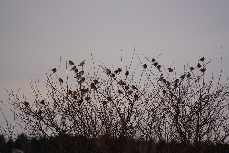 f:id:GSX-R1000:20210211114404j:plain