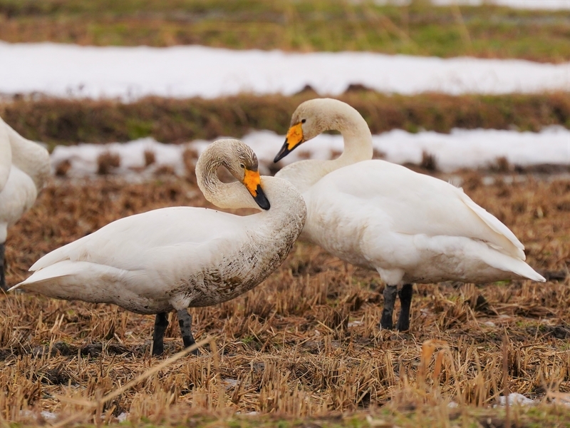 f:id:GSX-R1000:20210211114450j:plain