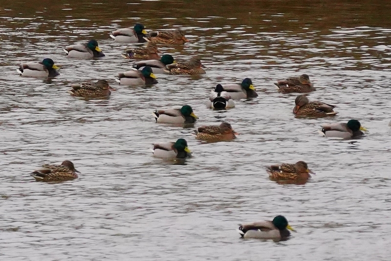 f:id:GSX-R1000:20210211114639j:plain