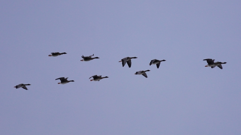 f:id:GSX-R1000:20210211114733j:plain