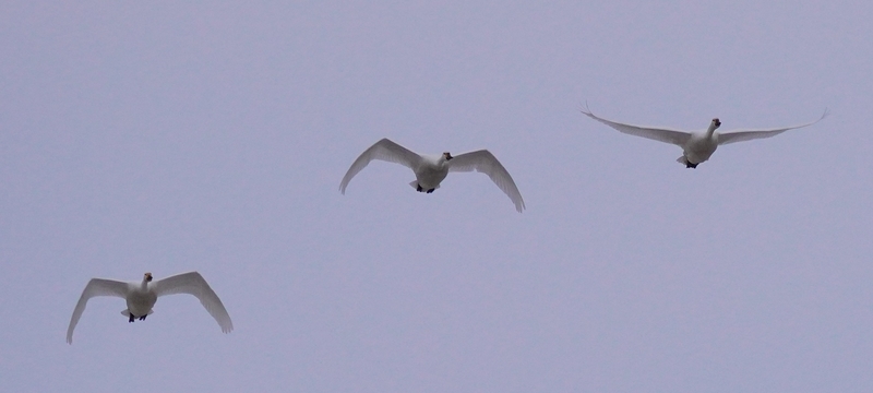 f:id:GSX-R1000:20210211114759j:plain