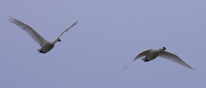 f:id:GSX-R1000:20210211114806j:plain