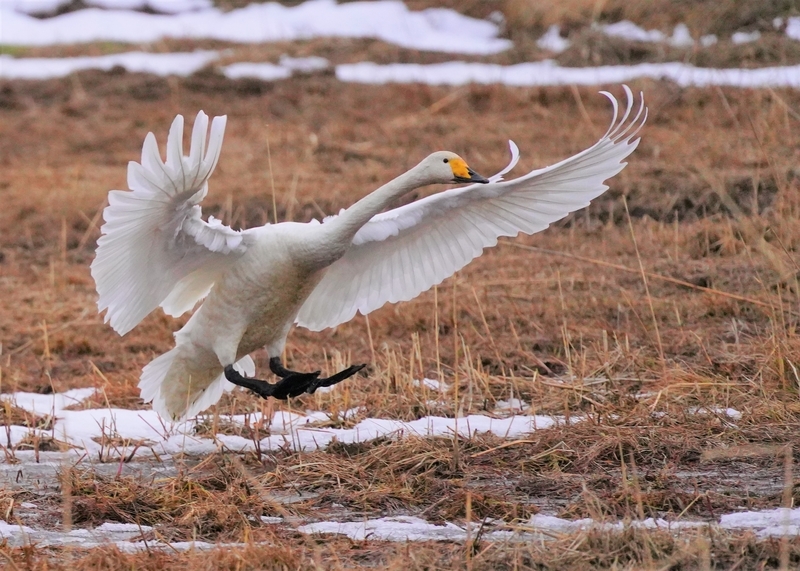 f:id:GSX-R1000:20210211114950j:plain