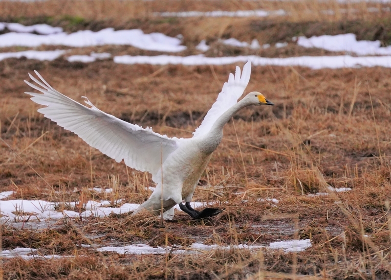 f:id:GSX-R1000:20210211115003j:plain