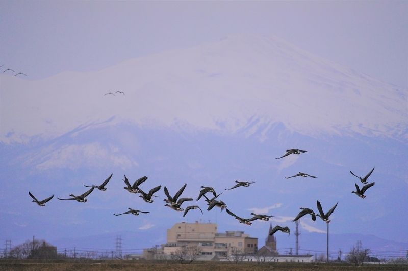 f:id:GSX-R1000:20210211115212j:plain