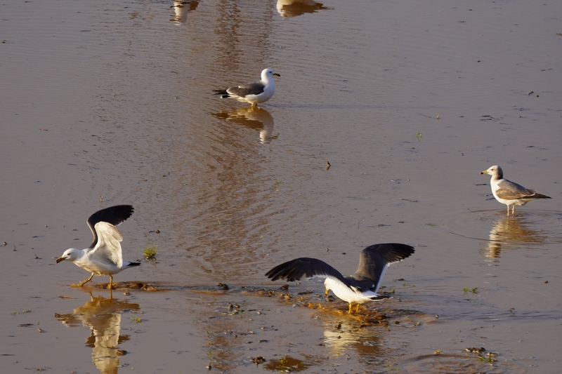 f:id:GSX-R1000:20210511202150j:plain