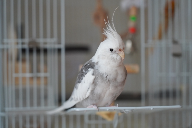 f:id:GSX-R1000:20210815185517j:plain