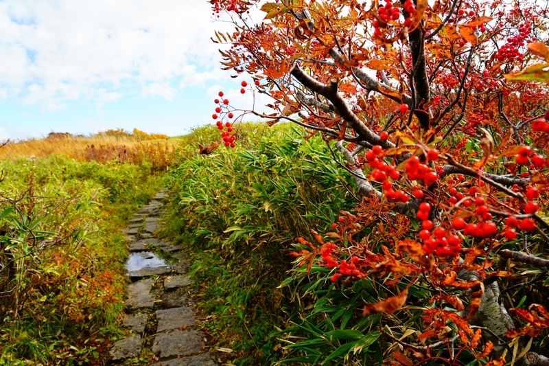 f:id:GSX-R1000:20211104201917j:plain