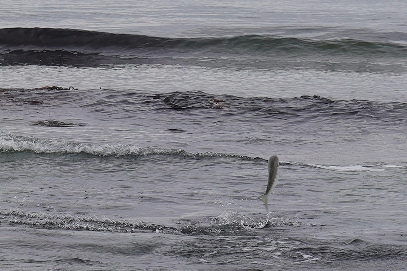 f:id:GSX-R1000:20211116191942j:plain