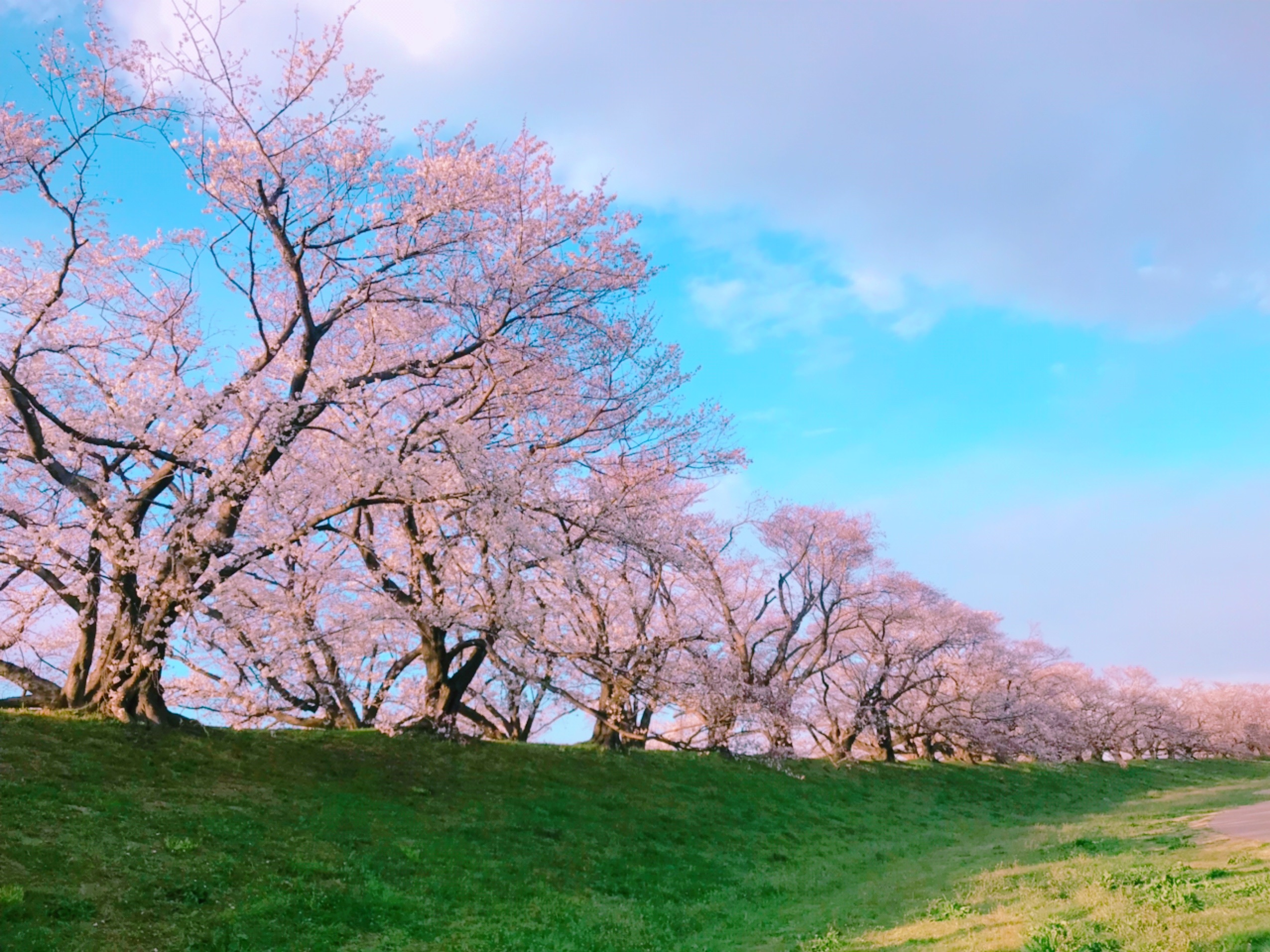 f:id:GUCCHi:20210331081730j:image f:id:GUCCHi:20210331081730j:image