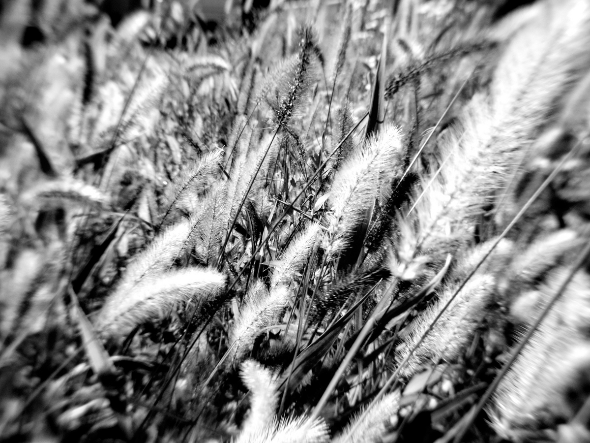 07 MOUNT SHIELD LENSで撮る秋 - T Unlimited