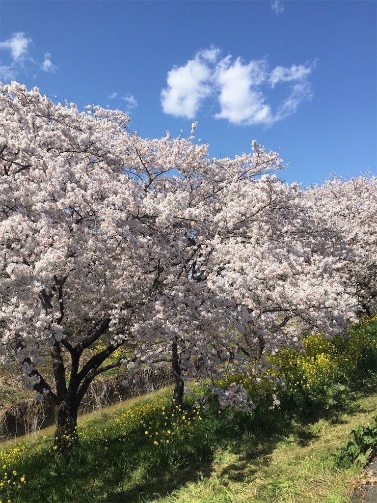 f:id:G_suke:20190430231122j:image