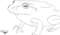 Frog Sightings