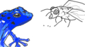 Frog Sightings