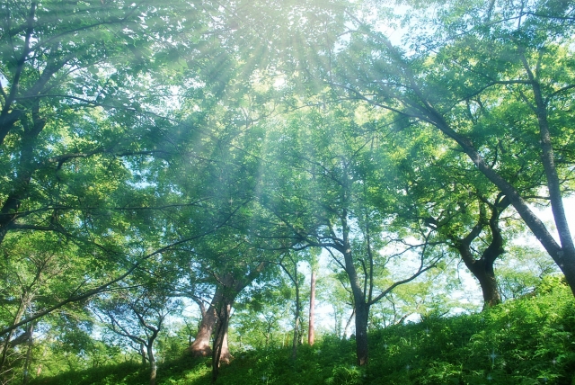 f:id:GardenPorter:20160620182831j:plain f:id:GardenPorter:20160620182831j:plain
