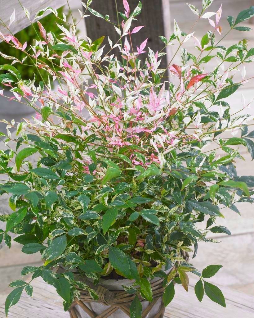 f:id:GardenPorter:20170928141651j:plain f:id:GardenPorter:20170928141651j:plain