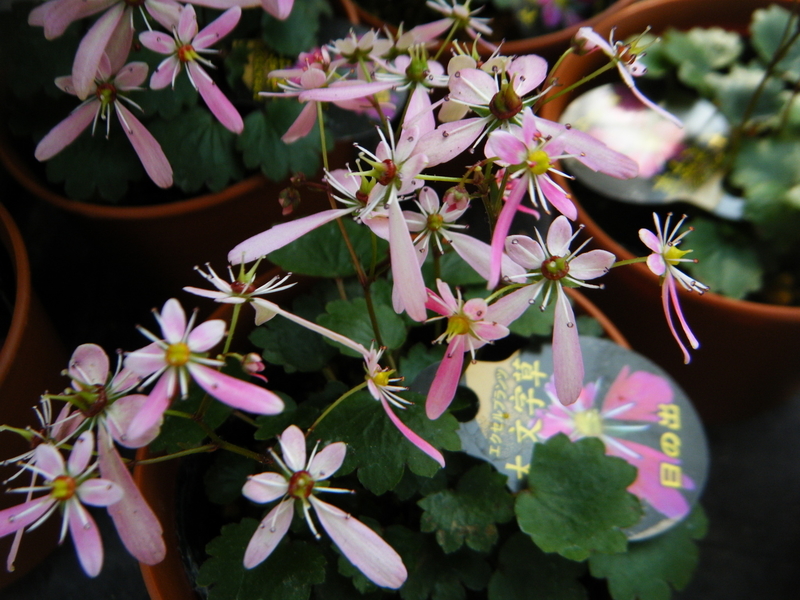 11月8日誕生日の花と花言葉歌句 剣持雅舟のブログ