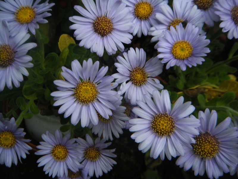 11月14日誕生日の花と花言葉歌句 剣持雅舟のブログ