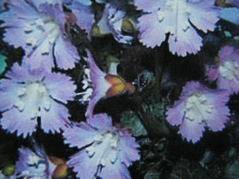 3月18日誕生日の花と花言葉歌句 剣持雅舟のブログ 3月18日誕生日の花と花言葉歌句 剣持雅舟のブログ