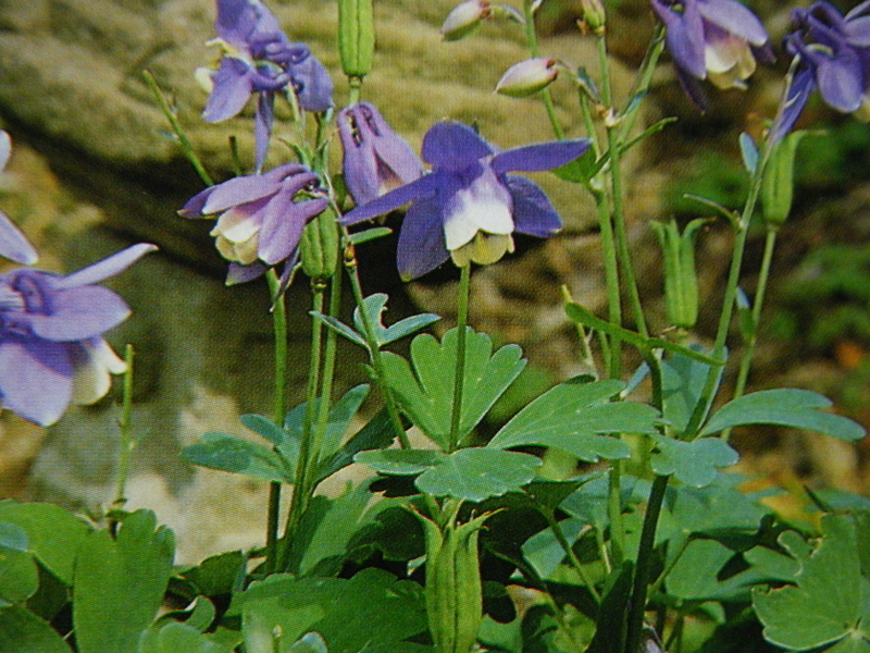 4月23日誕生日の花と花言葉歌句 剣持雅舟のブログ