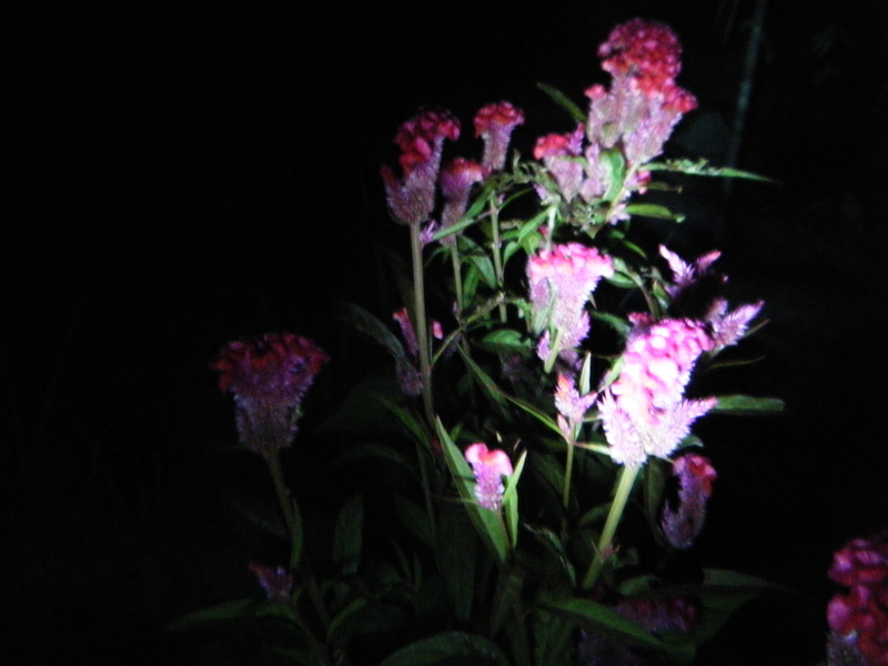 8月26日誕生日の花と花言葉歌句 剣持雅舟のブログ