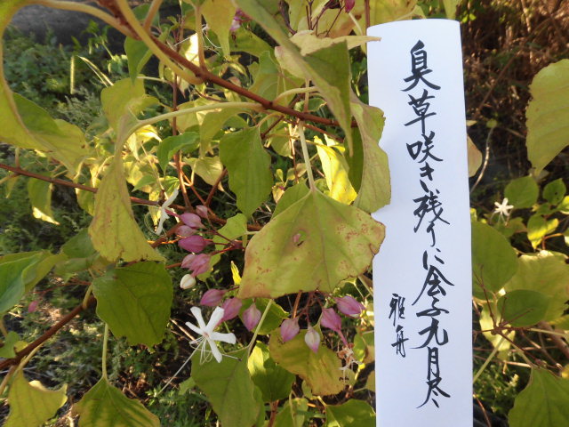 イメージ 5