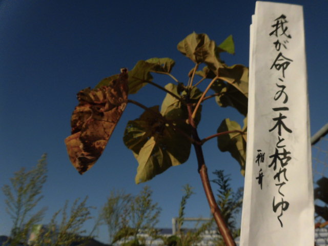 イメージ 1