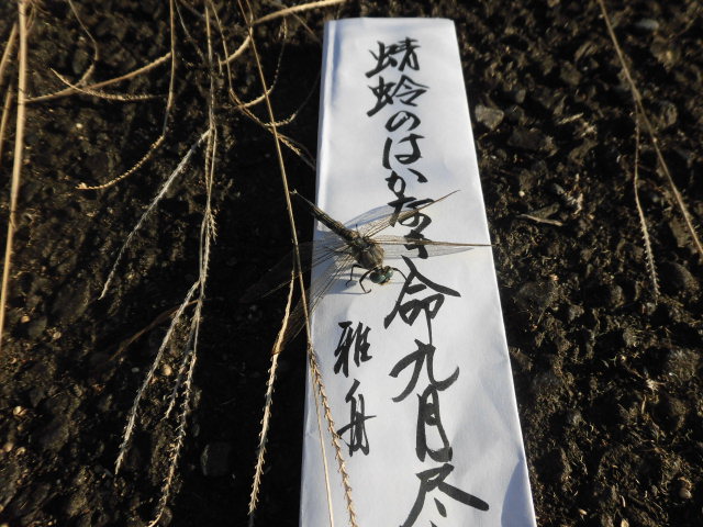 イメージ 6