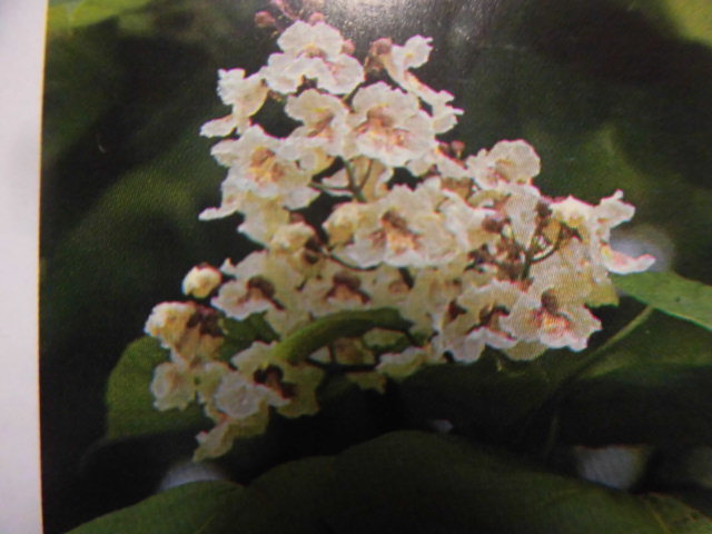 万葉植物「久木」 - 剣持雅舟のブログ