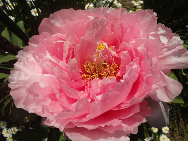 4月30日誕生日の花と花言葉 歌句 四国文藝秘誌 保存版