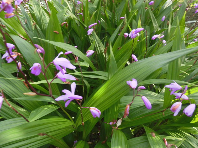 花言葉 互いに忘れない 紫蘭 四国文藝秘誌 保存版