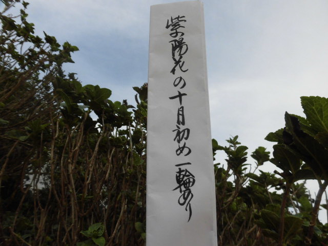 イメージ 7