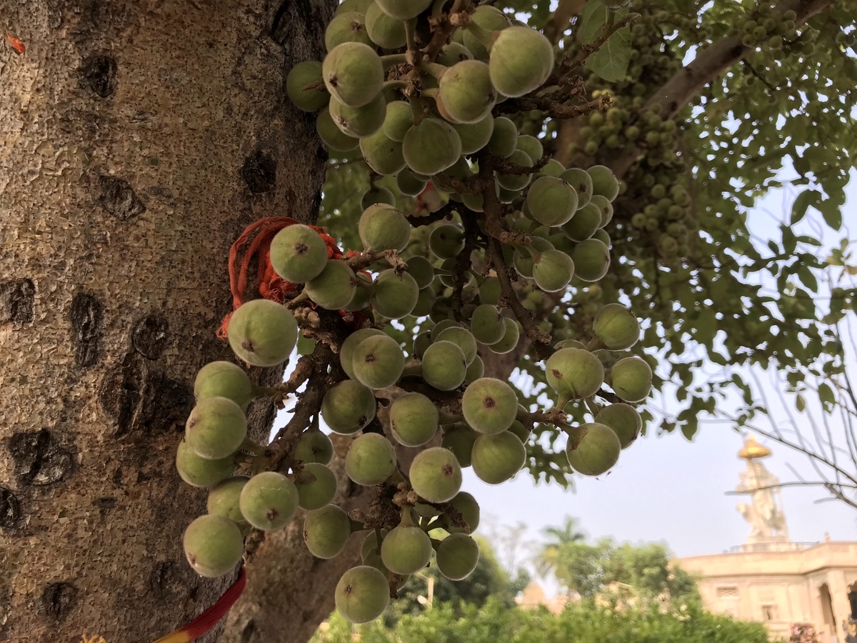 f:id:GauMata:20211220205055j:plain