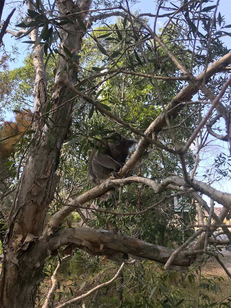 f:id:Gaucamole:20190727144000j:image