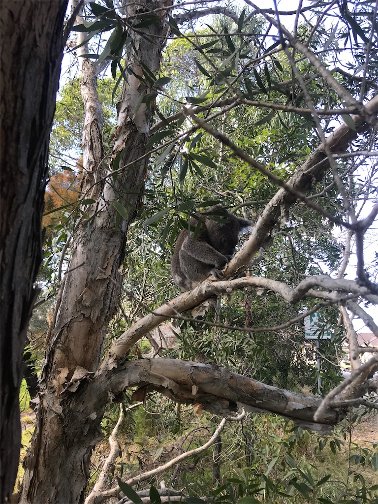 f:id:Gaucamole:20190727144011j:image