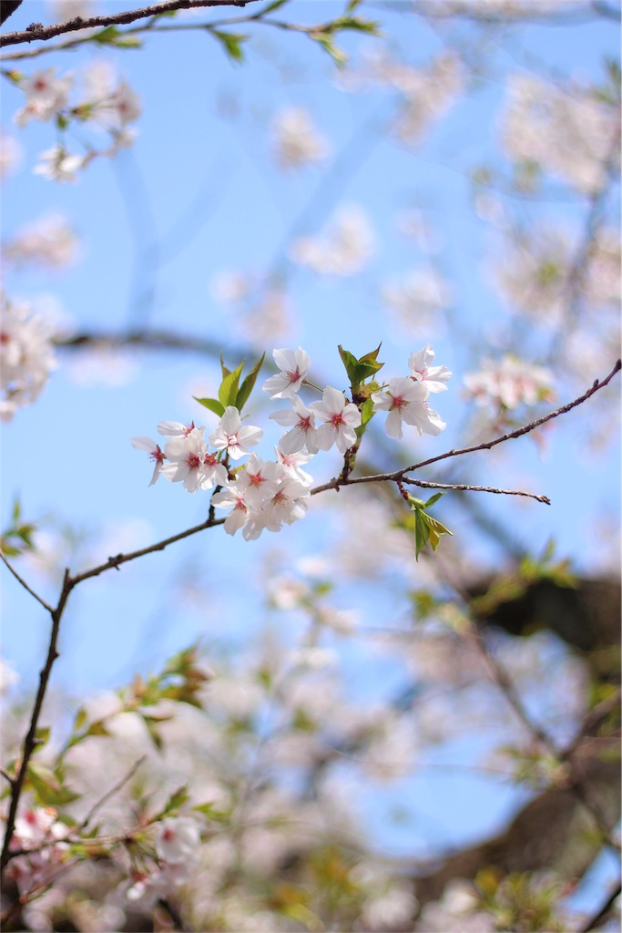 f:id:Gen-Damerie:20180404205834j:image