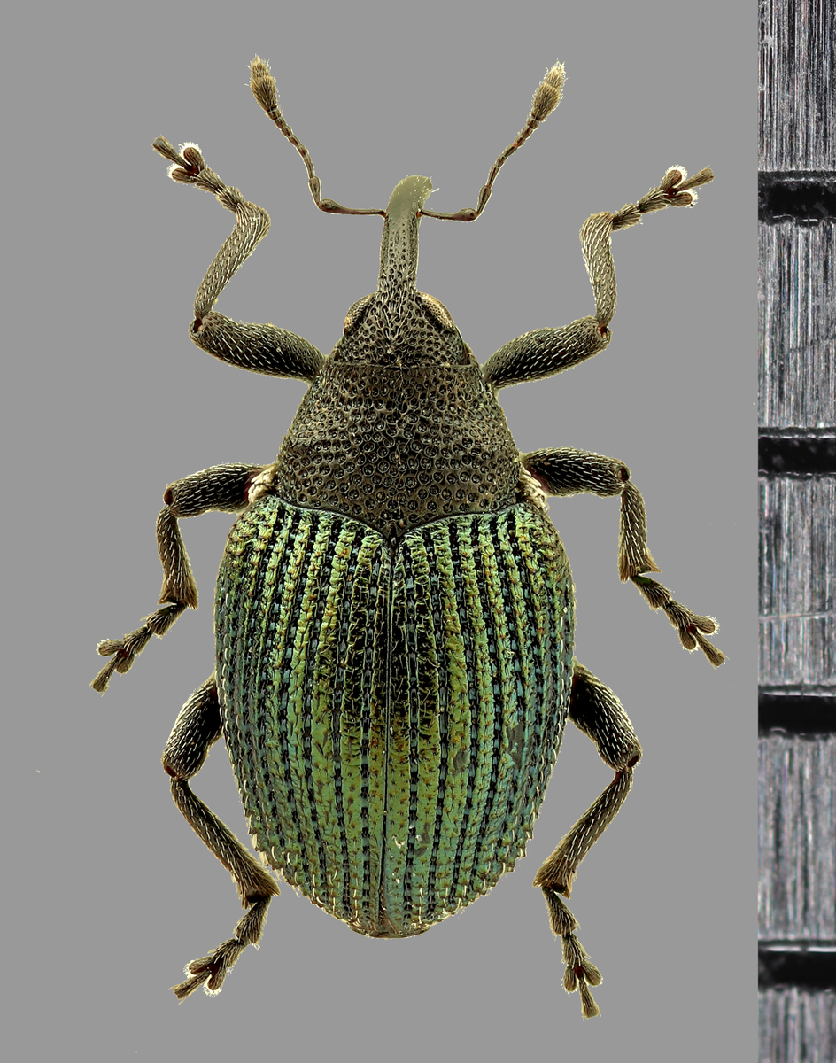 ミドリサルゾウムシ再撮影 - 東京昆虫館のブログ