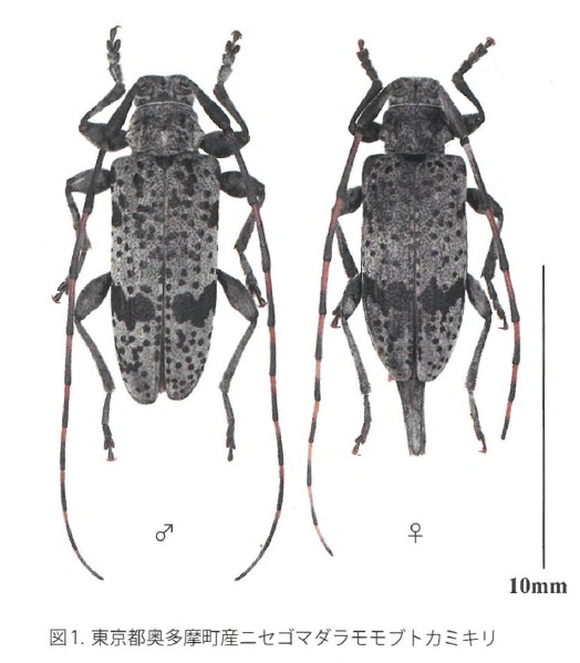 奥多摩カミキリ目録更新：ニセゴマダラモモブトカミキリ - 東京昆虫館