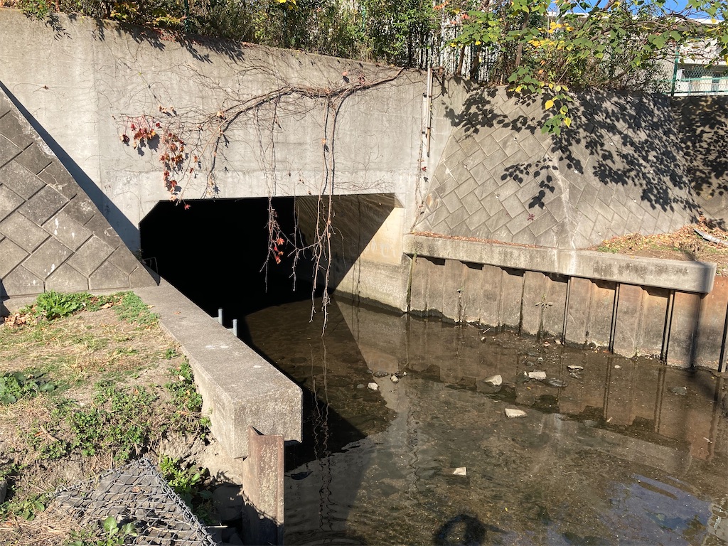 f:id:Genmai_17:20201122152856j:image