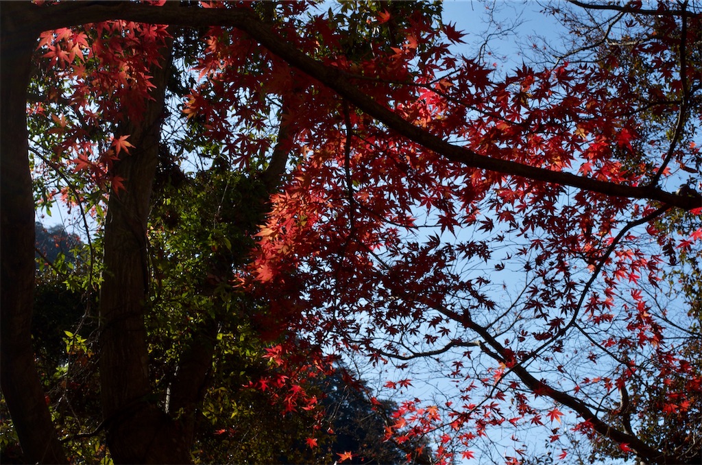 f:id:Genmai_17:20201125175547j:image