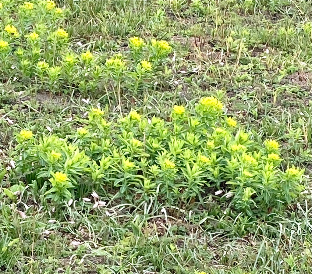 f:id:Genmai_17:20220326154841j:image f:id:Genmai_17:20220326154841j:image