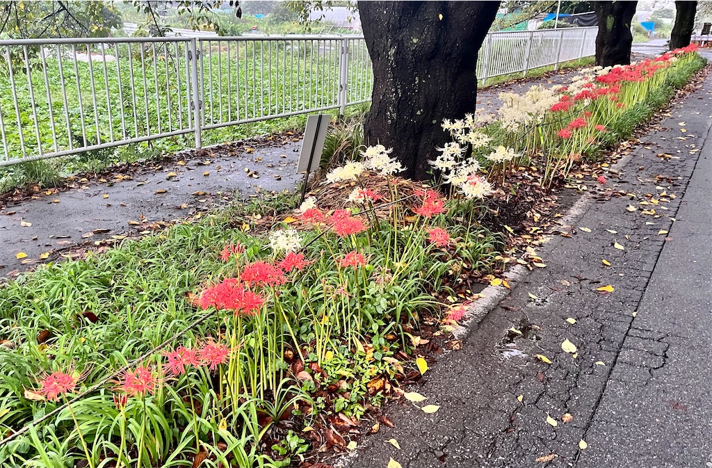 f:id:Genmai_17:20230923141121j:image f:id:Genmai_17:20230923141121j:image