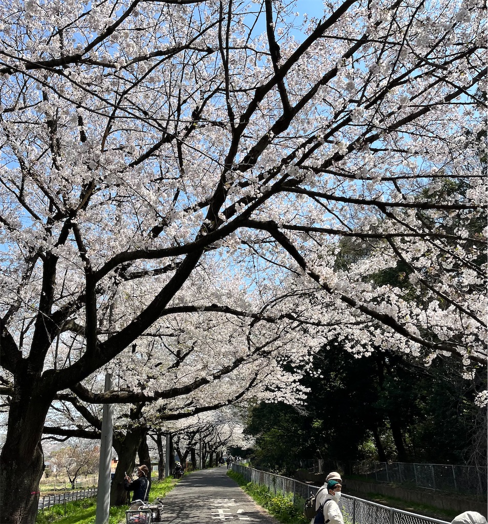 f:id:Genmai_17:20250406110219j:image