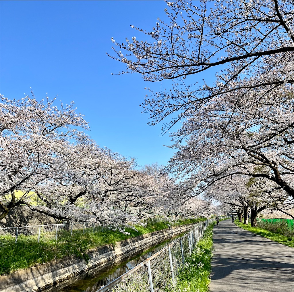 f:id:Genmai_17:20250406110246j:image