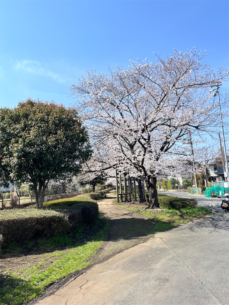 f:id:Genmai_17:20250406110304j:image