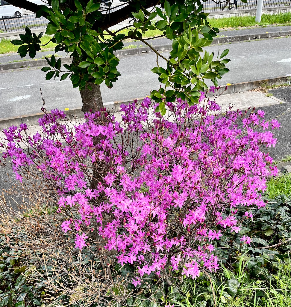f:id:Genmai_17:20250406204333j:image