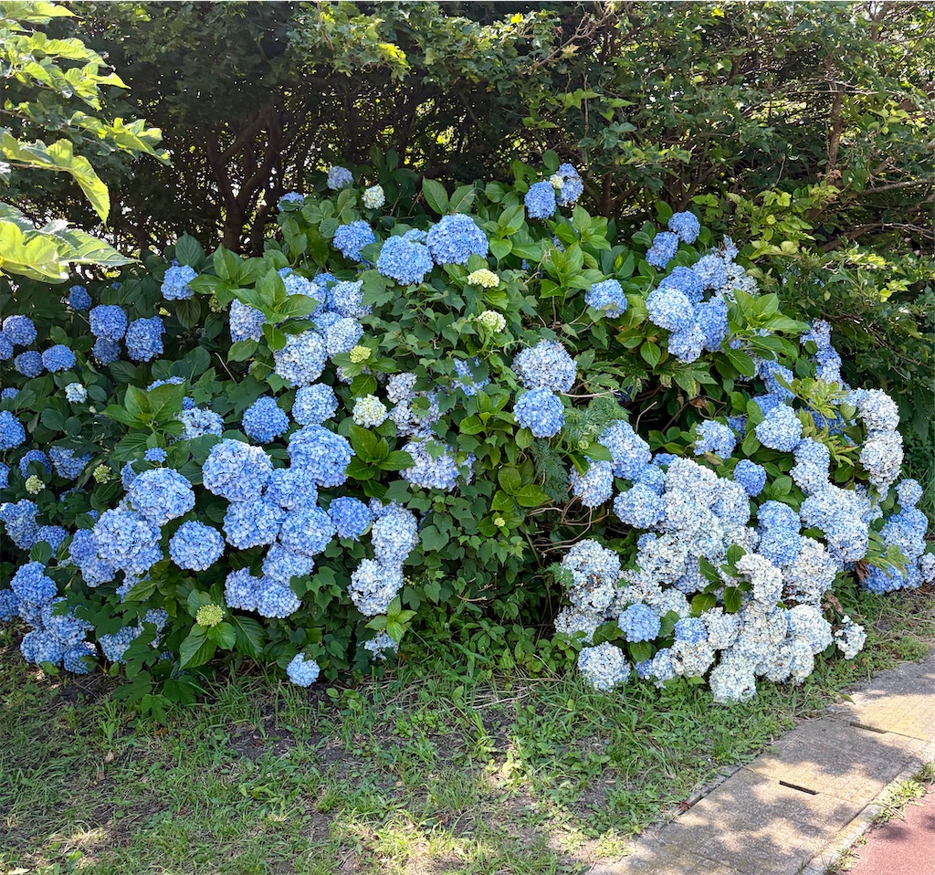 f:id:Genmai_17:20260811152643j:image f:id:Genmai_17:20260811152643j:image