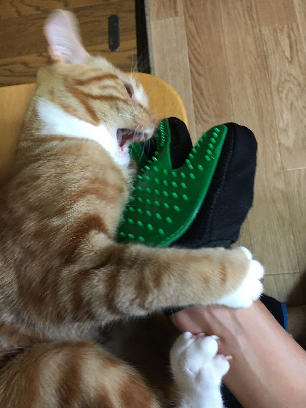 f:id:Ghidorah:20180908091314j:plain