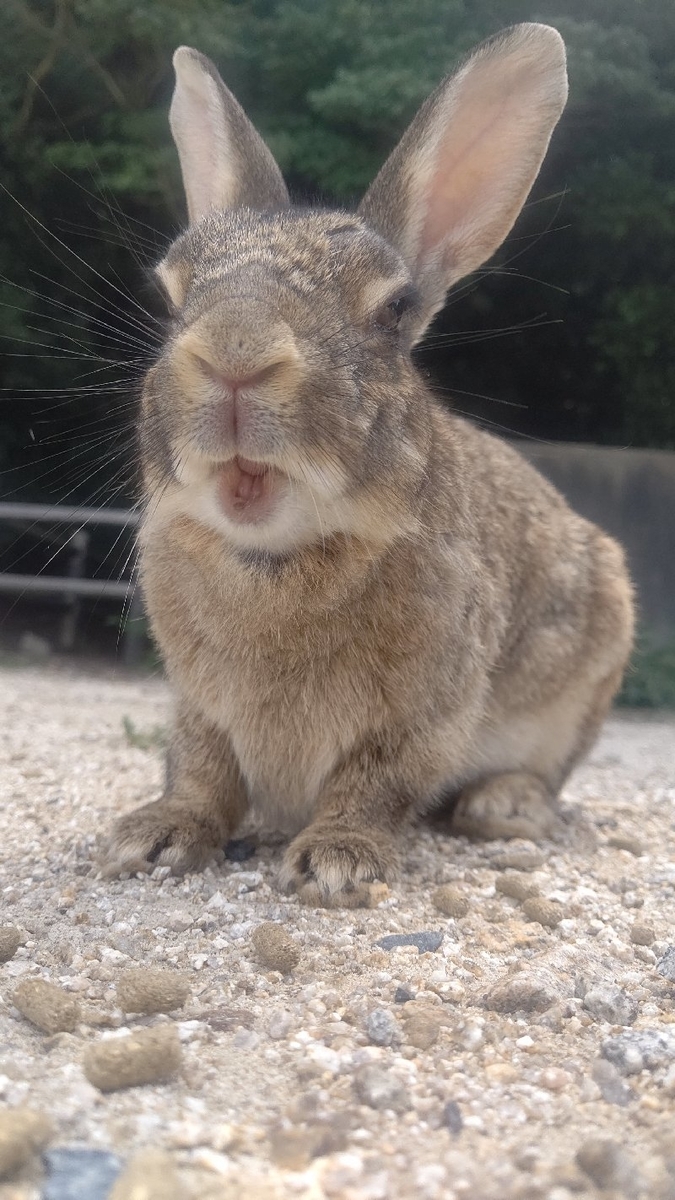 f:id:GhostofAtlantis:20210815072527j:plain